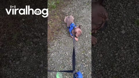 Frenchie Crawling || ViralHog