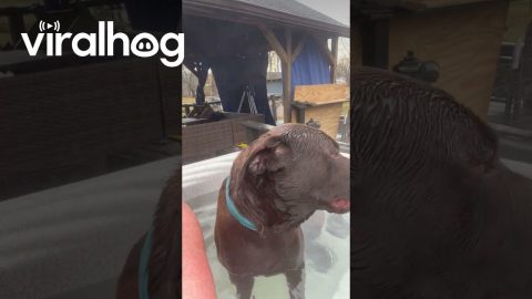 Dog Crashes Grammy's Hot Tub Soak || ViralHog