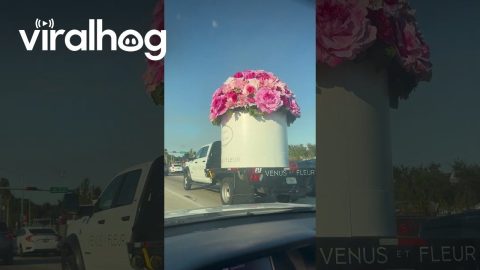 Giant Valentines Flowers || ViralHog