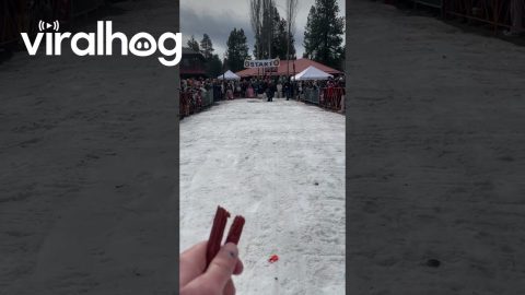 Siberian Husky Wins Keg Pulling Contest || ViralHog