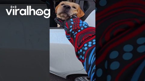 Motorcycle Rider Stops to Pet Dog || ViralHog