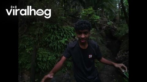 This Log Definitely Won't Break Under Us || ViralHog