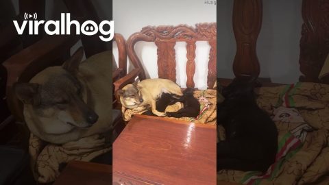 Dog Takes On Role Of Mother Cat To Two Kittens || ViralHog