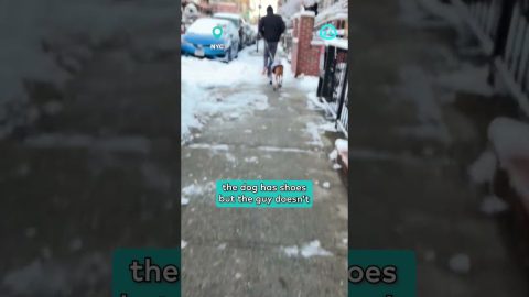 Shoes on the Dog but Not the Person || ViralHog Shorts