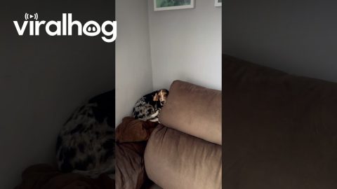 You Leave for 30 Minutes and Your Dog Tries to Drink Your Wine || ViralHog
