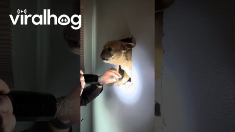 French Bulldog Freed After Tumbling Through Attic Into Second-Floor Wall || ViralHog