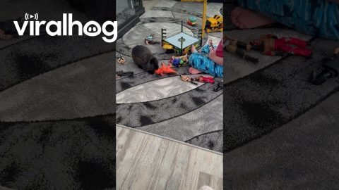 Pet Bunny Body Slams Toy In Wrestling Ring || ViralHog