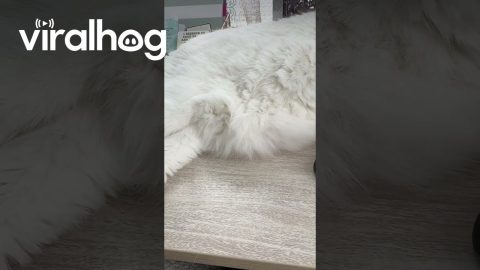Deluxe Pen Warmer || ViralHog