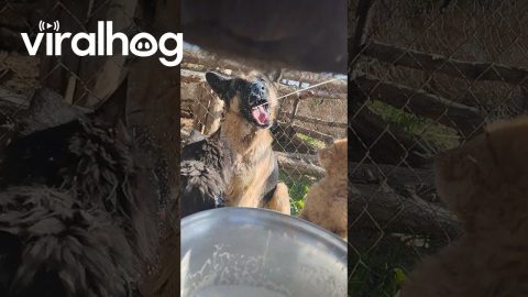 Sharing Milk With the Crew || ViralHog
