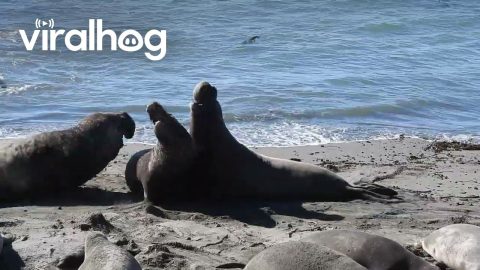 Bull Elephant Seal Fight Broken Up by Larger Male || ViralHog