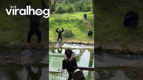 Woman Plays Fruit Catch With Chimpanzees || ViralHog