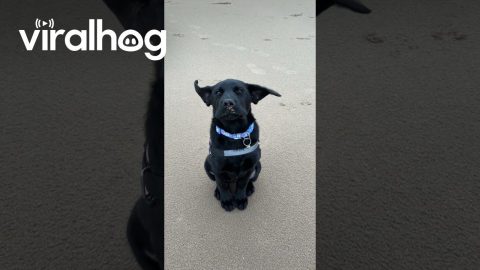 Politely Sitting Puppy's Flappy Ears At Windy Beach || ViralHog