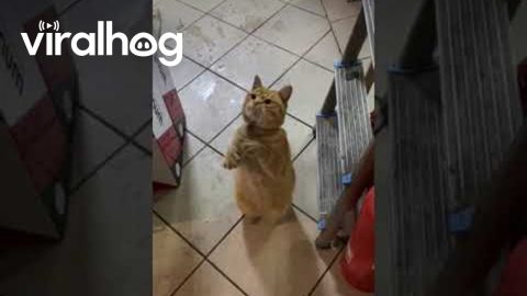 Cat Trying to Tell Us Something || ViralHog