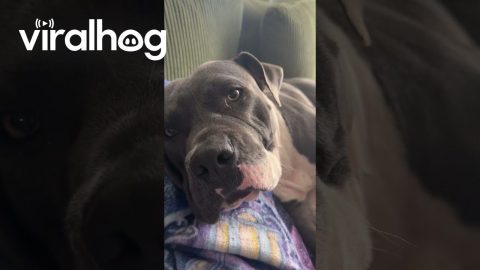 No Personal Space Needed For Cuddling Dogs || ViralHog
