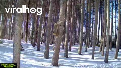 Lynx Pair Pursue Fisher Up and Down Pines || ViralHog