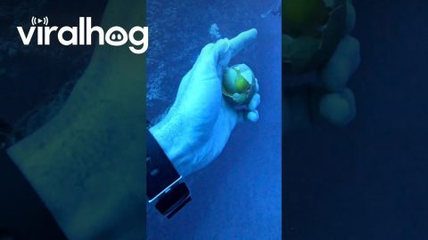 Cracking an Egg at 54 Meters on Air || ViralHog