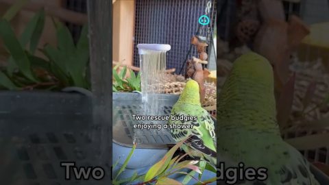 Colorful Birds Take a Quick Shower || ViralHog Shorts