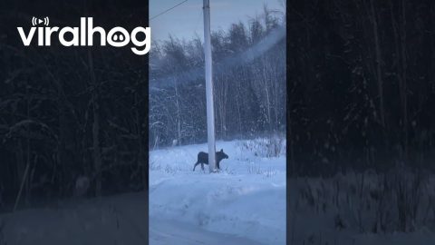 Moose Slips on Ice Crossing an Alaskan Highway || ViralHog