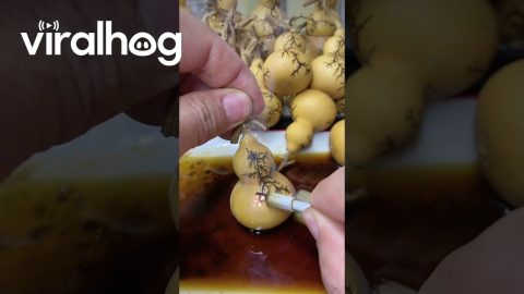 Electric Tool Creates Tree Patterns on Gourd || ViralHog