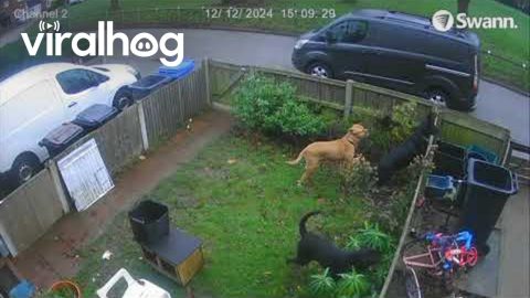 Dogs Take Advantage of Open Gate || ViralHog