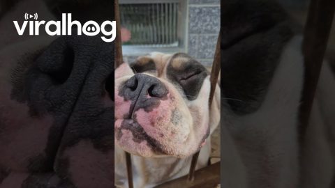 My Dog Can Fall Asleep Anywhere || ViralHog