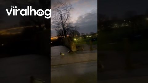 Ducks Stop Traffic While Crossing the Street || ViralHog