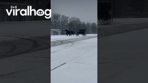 Doing Donuts With a Horse and Buggy || ViralHog