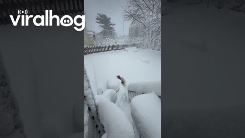 Dog Plows His Own Path During New Jersey Blizzard || ViralHog