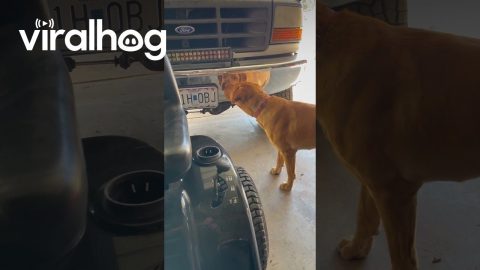 Dog Growling at His Own Reflection || ViralHog