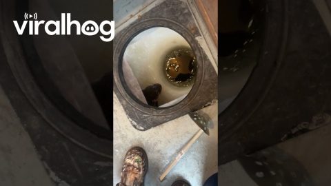 Unexpected Visitor While Ice Fishing || ViralHog