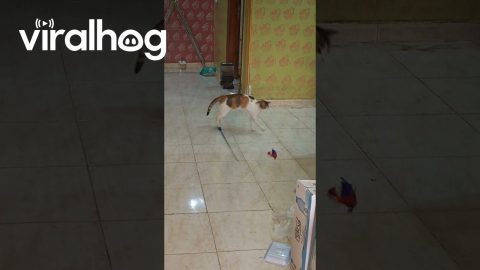 Smart Cat Plays by Herself || ViralHog