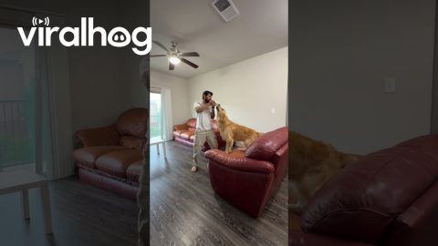 The Golden Sock Stealer || ViralHog