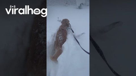 Twenty Inches Of Snow But Stick Is Life || ViralHog