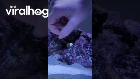 Lemon the Jawfish Rejects my Offering || ViralHog