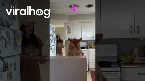 Cat Is Overstimulated By Crash Out Drama || ViralHog