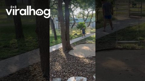 Tiny White-tailed Deer Fawn Chases After Adoptive Dad || ViralHog