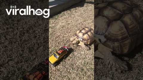 Can You Guess Which One Isn't RC || ViralHog