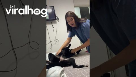 Puppy Maya Wants Moisturizer || ViralHog