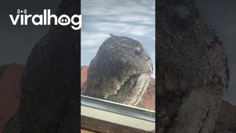Irritated Owl Slowly Turns Around || ViralHog
