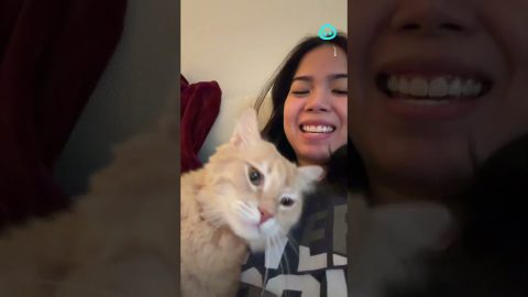 Catching Up With My Conversational Cat || ViralHog Shorts