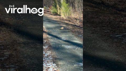 American Woodcock Doing the Woodcock Walk || ViralHog