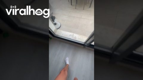 POV Walking Into Glass Door || ViralHog