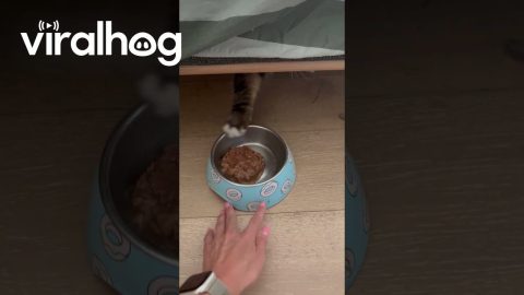 How My Cat Has Been Eating His Dinner for 9 Years || ViralHog