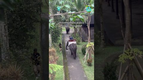 Elephant Whacks Passing Man With Stick || ViralHog Shorts