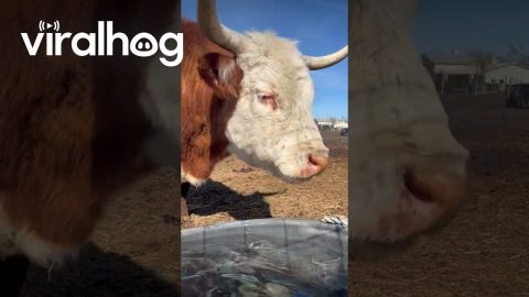 Hereford Cow's Ineffective Drinking Method || ViralHog