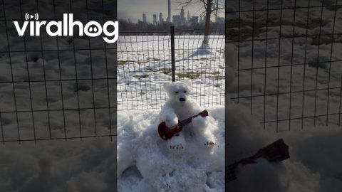 Snow Bears in Central Park || ViralHog