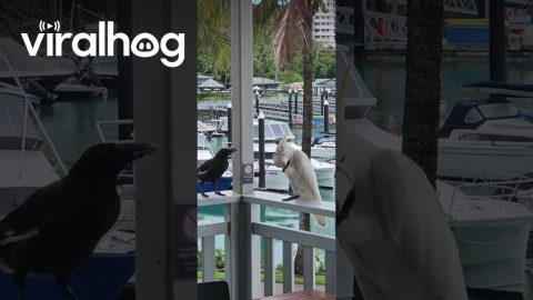 Cheeky Cockatoo Decides He's Shared Enough || ViralHog