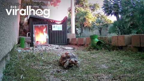 Tortoise Makes Speedy Getaway From Shed Fire || ViralHog