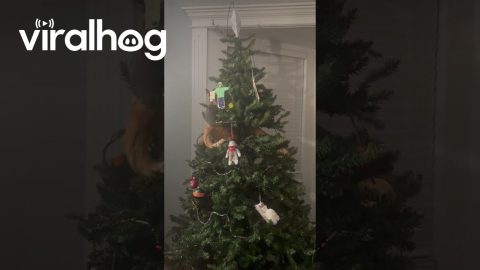 Orange Cat Knocks Over Christmas Tree || ViralHog