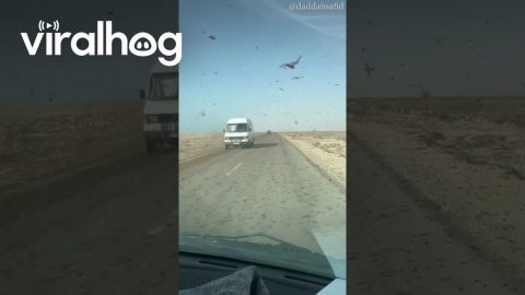 Driving Through a Swarm of Locusts || ViralHog